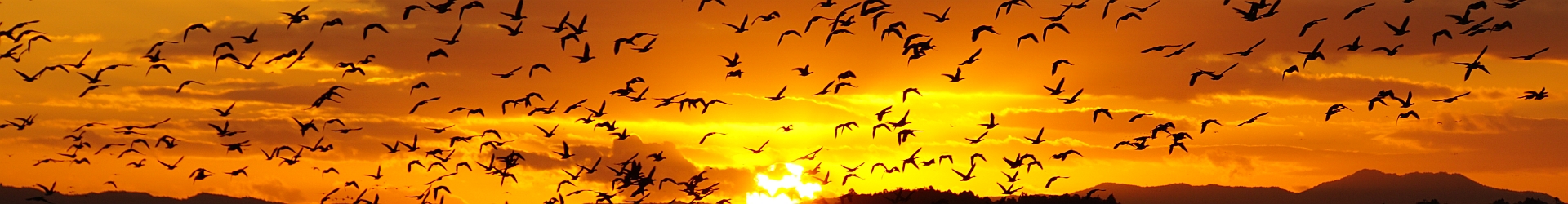 第70回 日本生態学会大会